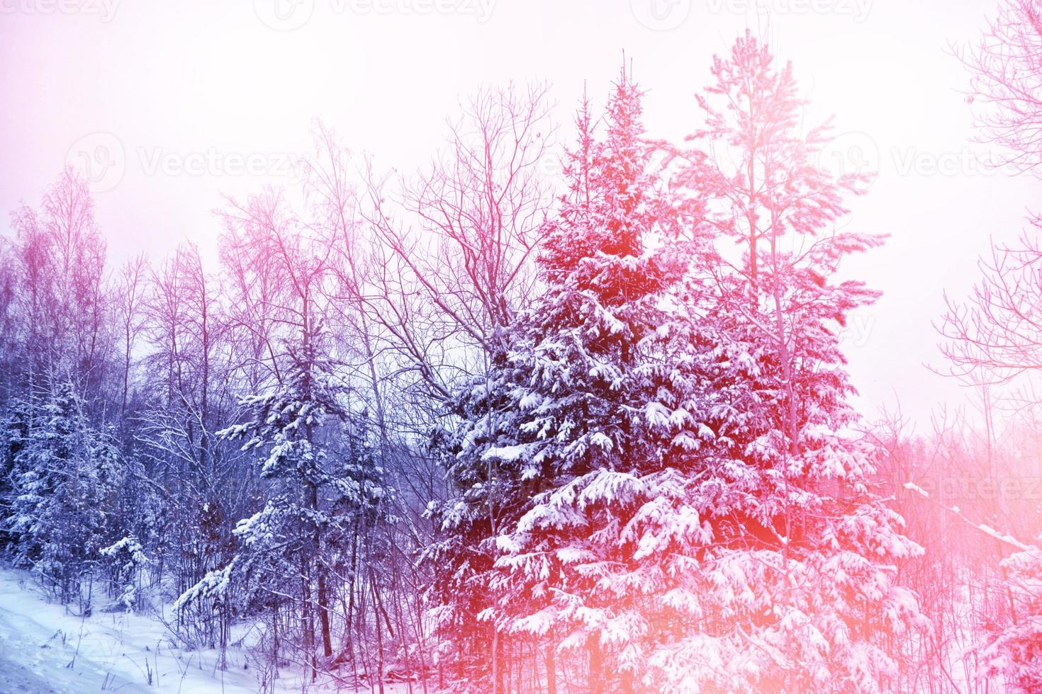 Frozen winter forest with snow covered trees. photo
