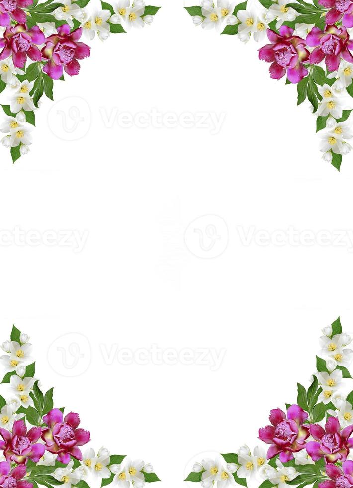 branch of jasmine flowers isolated on white background photo