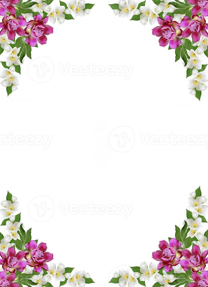 branch of jasmine flowers isolated on white background photo