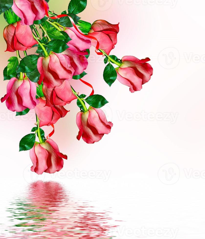 The buds of flowers roses. photo