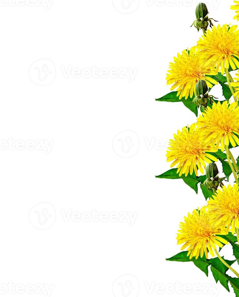 dandelion flowers isolated on white background photo