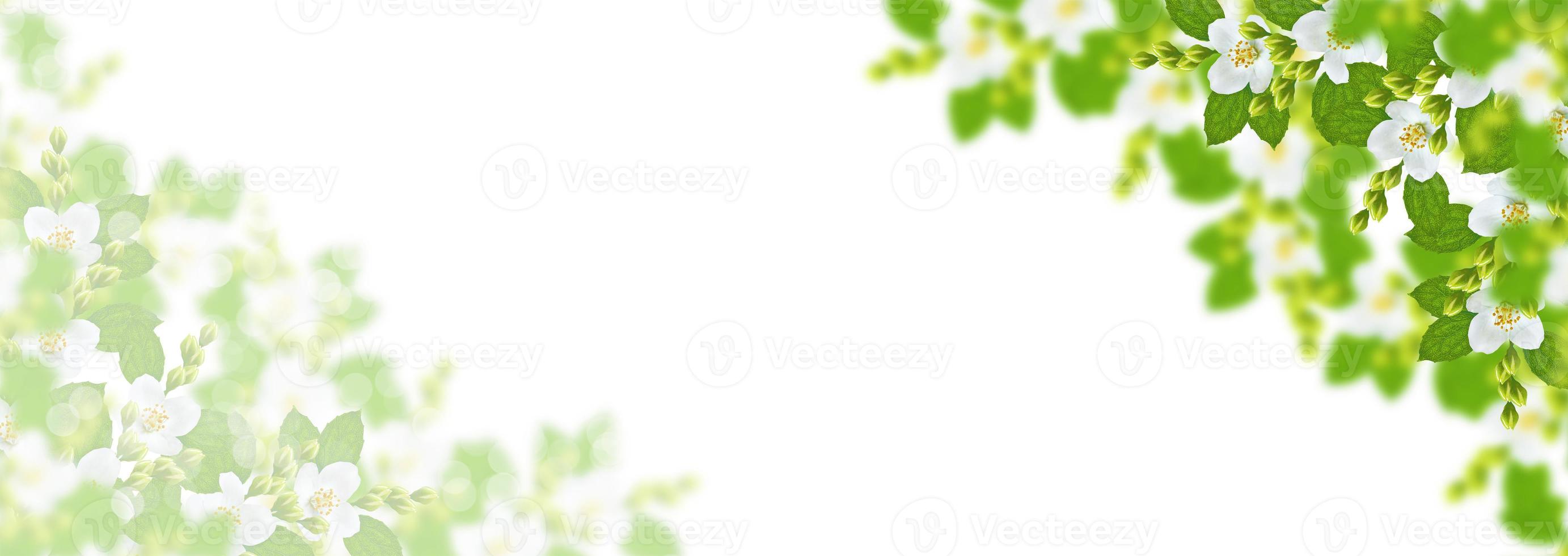 branch of jasmine flowers isolated on white background. photo