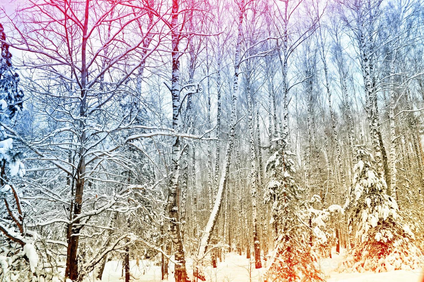 Frozen winter forest with snow covered trees. photo