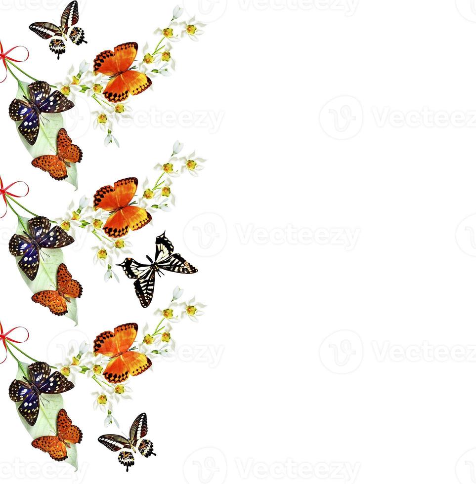 branch of flowers and butterflies isolated on a white background photo