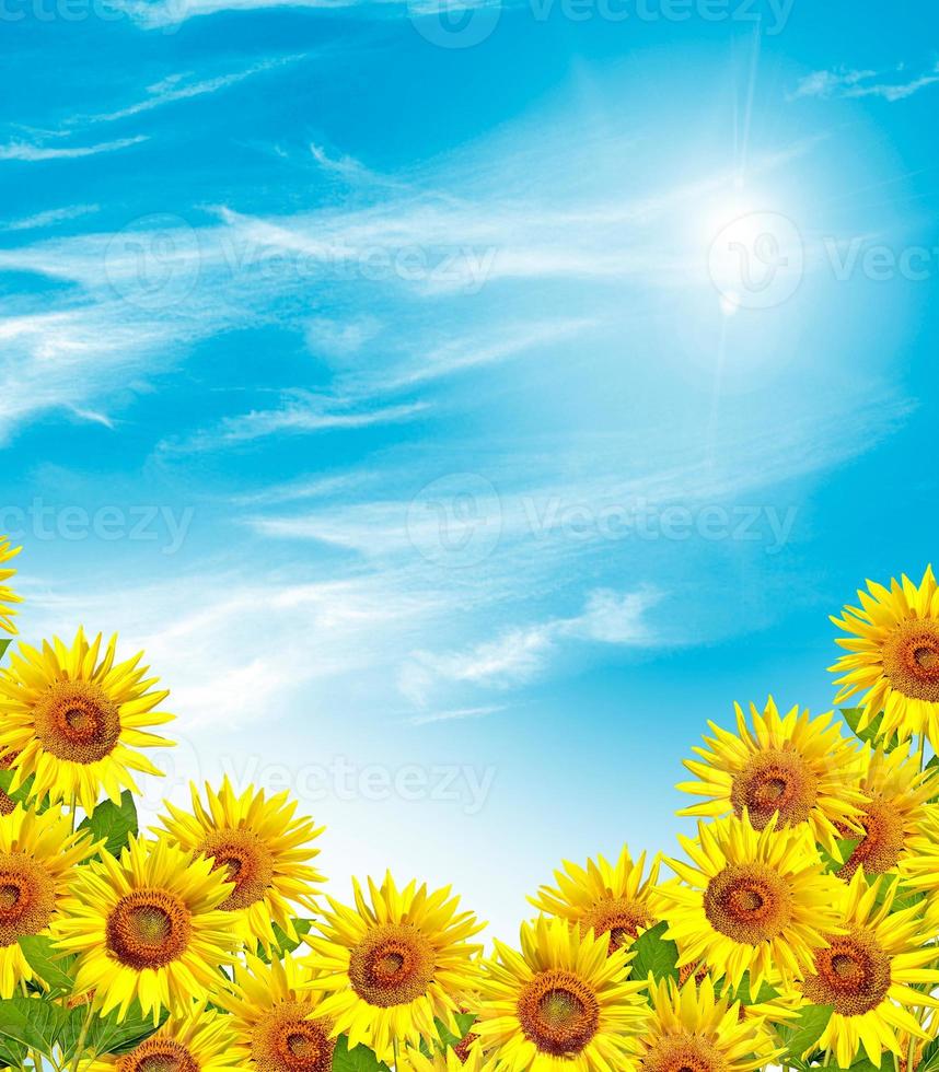 Beautiful sunflower field in summer photo