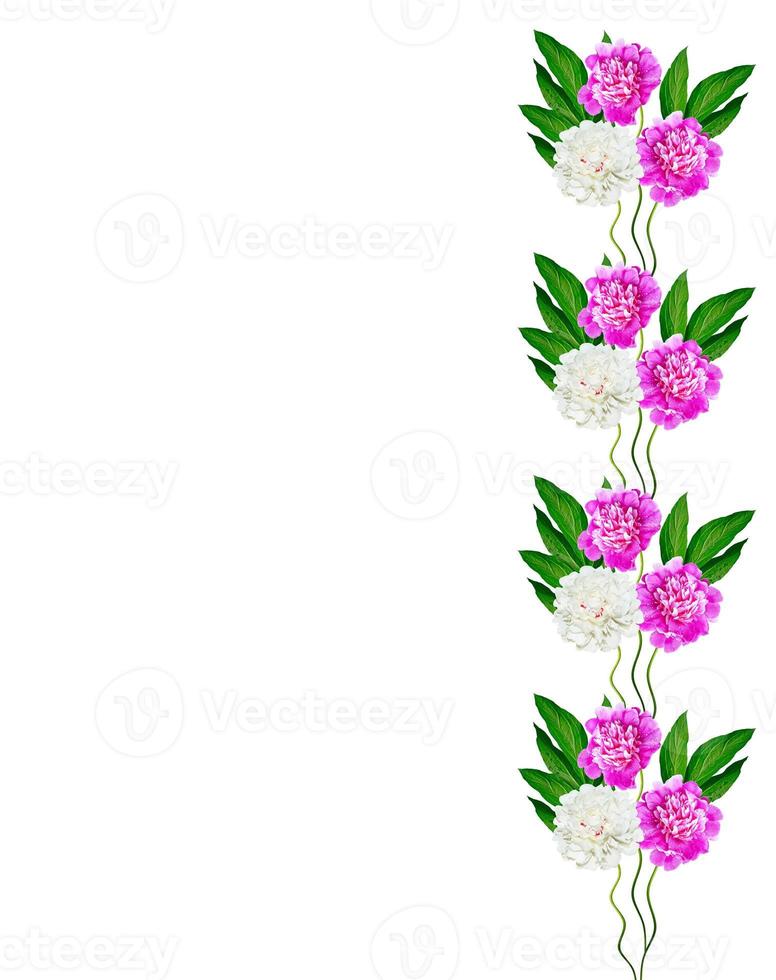 peony flowers isolated on white background photo