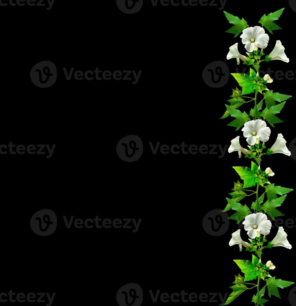 mallow flowers isolated on black background photo