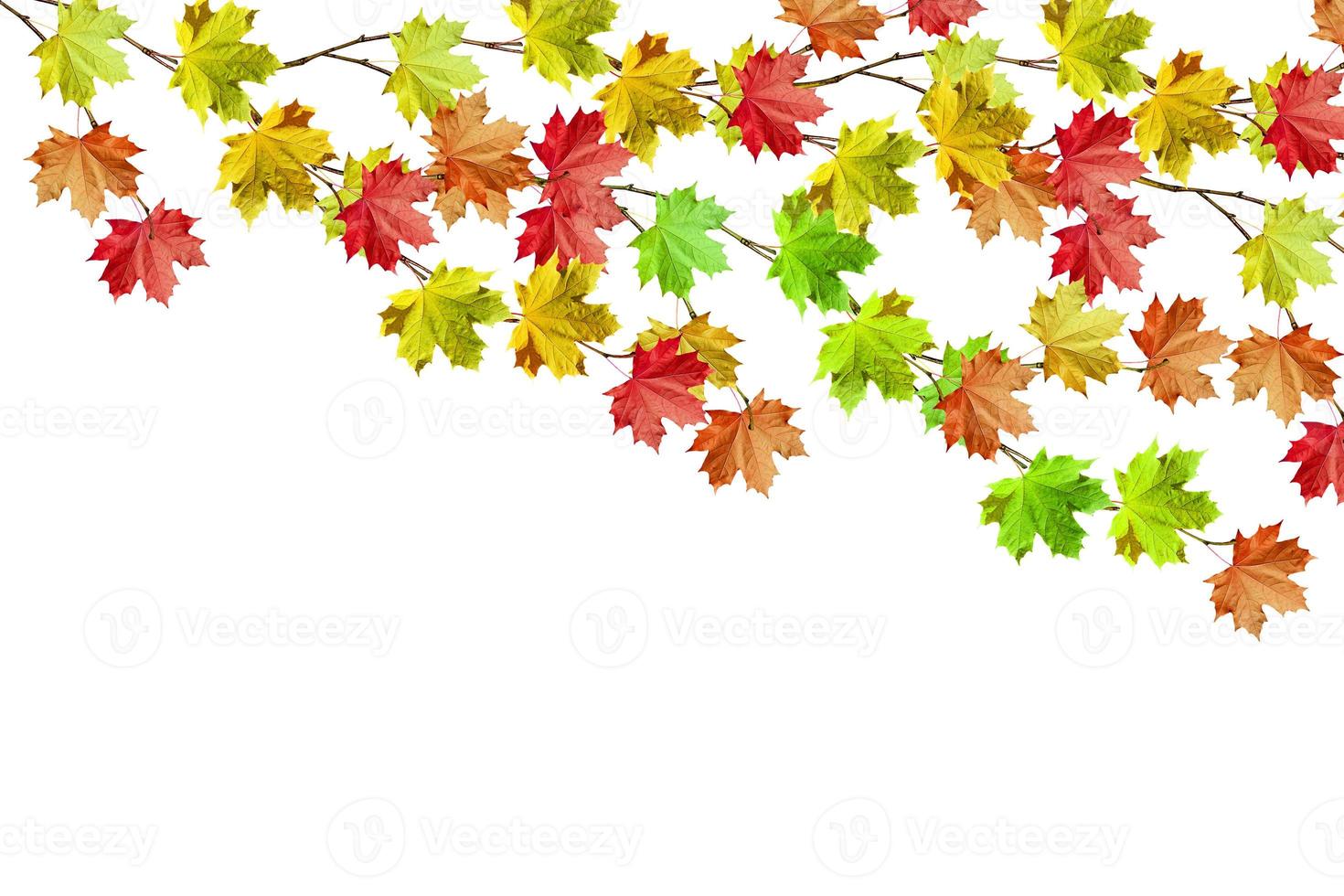 autumn leaves isolated on white background. photo