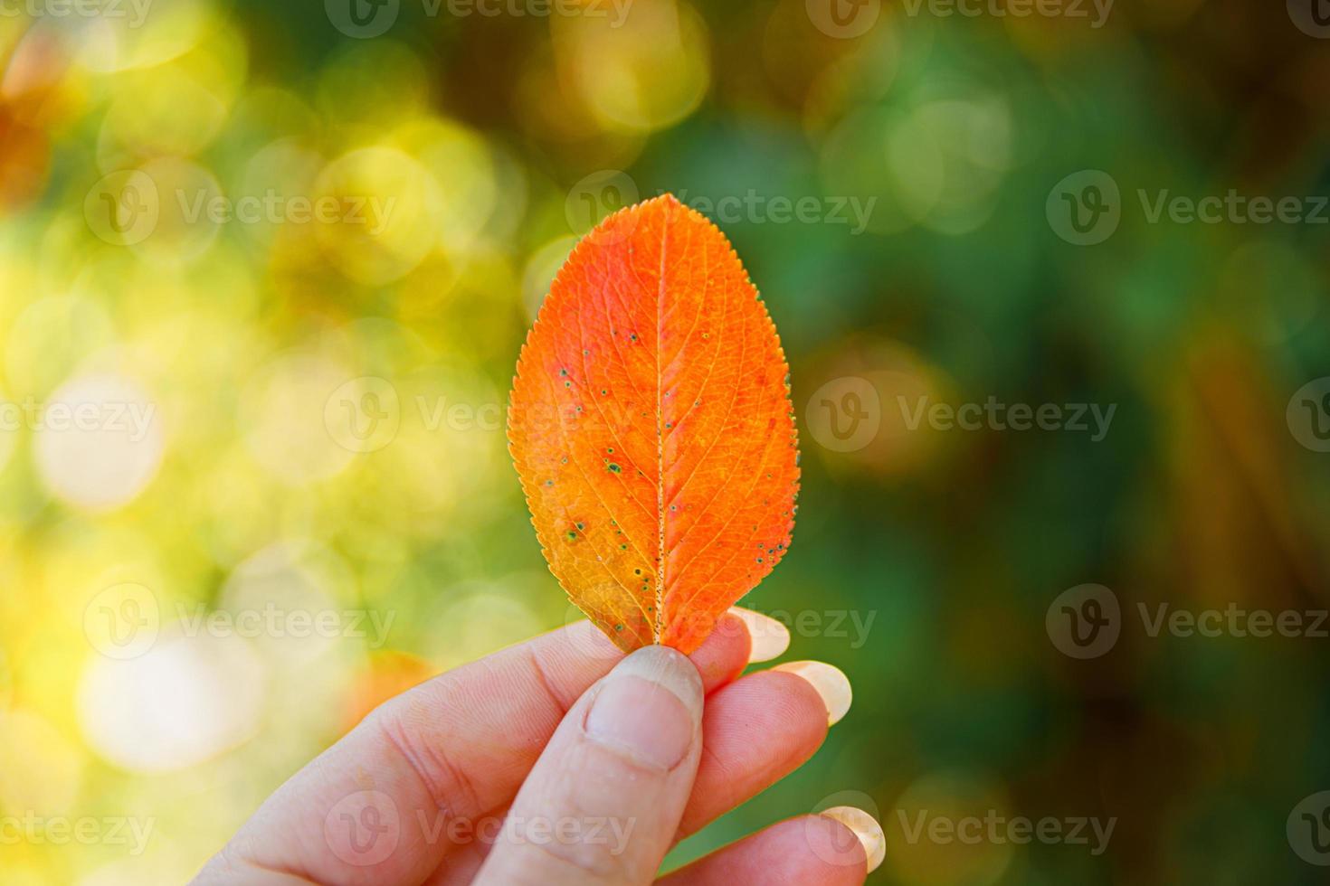 Closeup natural autumn fall view woman hands holding red orange leaf on dark park background. Inspirational nature october or september wallpaper. Change of seasons concept. photo
