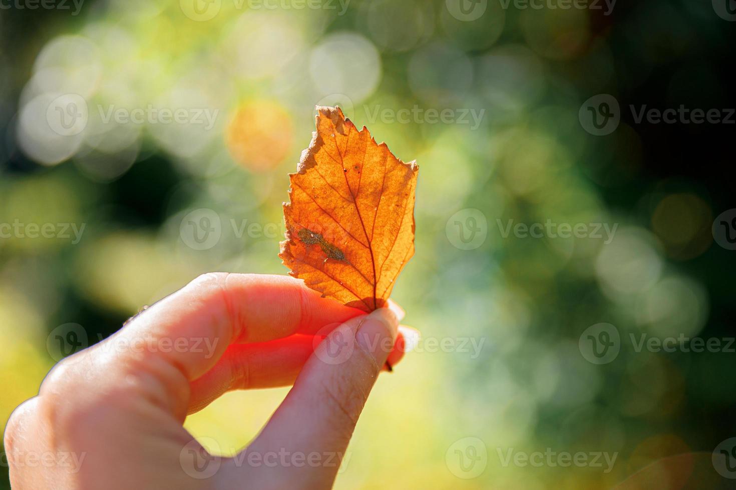 Closeup natural autumn fall view woman hands holding red orange leaf on dark park background. Inspirational nature october or september wallpaper. Change of seasons concept. photo