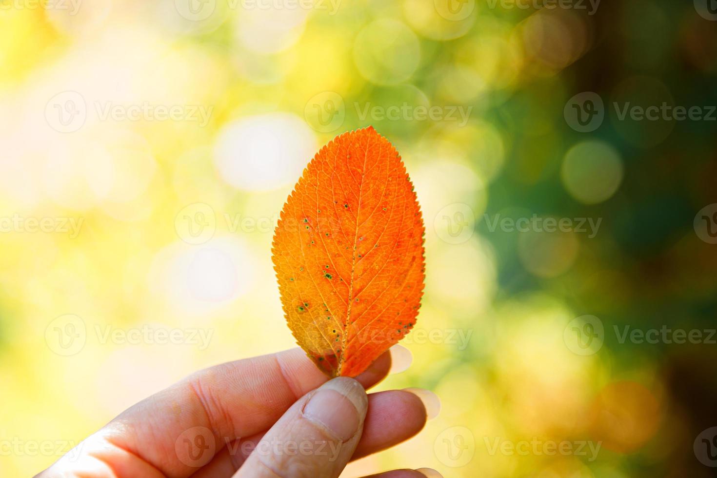 Closeup natural autumn fall view woman hands holding red orange leaf on dark park background. Inspirational nature october or september wallpaper. Change of seasons concept. photo