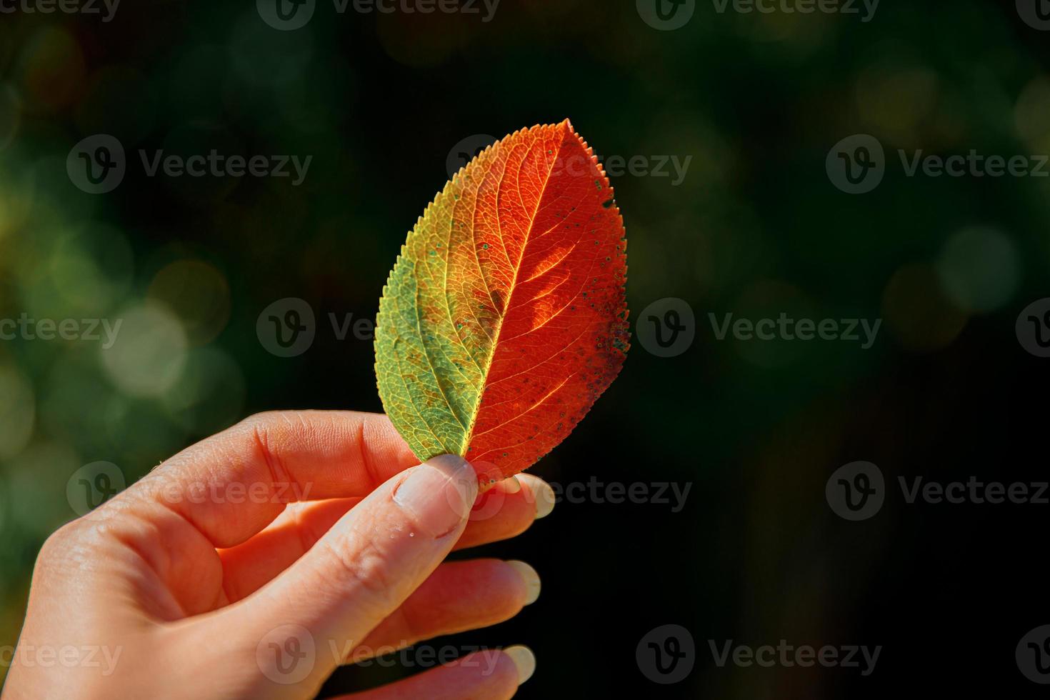 Closeup natural autumn fall view woman hands holding red orange leaf on dark park background. Inspirational nature october or september wallpaper. Change of seasons concept. photo