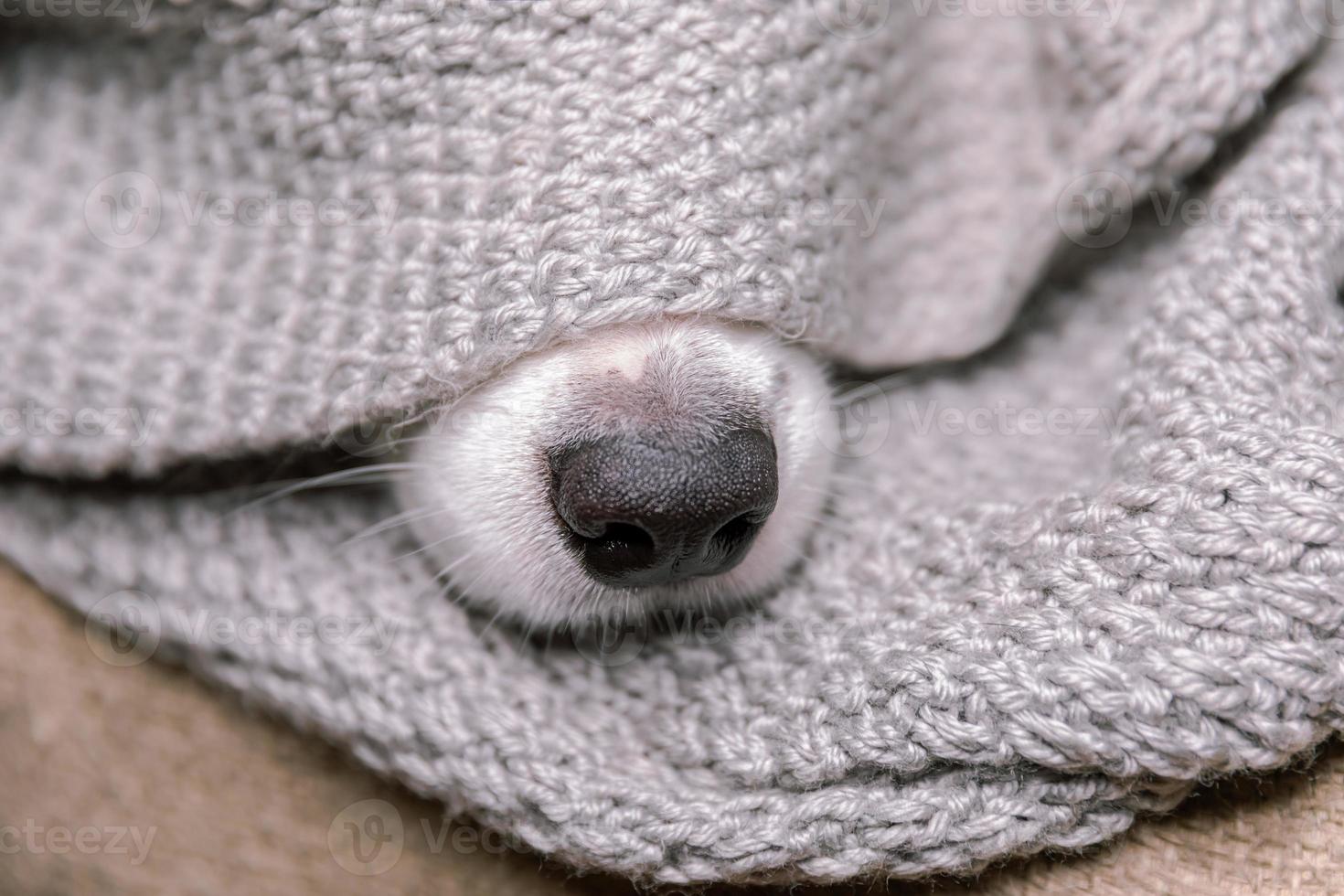 Funny puppy dog border collie lying on couch under warm knitted scarf indoors. Dog nose sticks out from under plaid close up. Winter or autumn fall dog portrait. Hygge mood cold weather concept. photo
