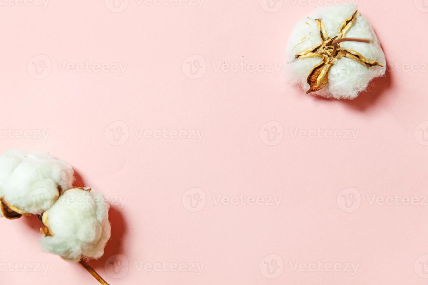 Simply minimal design with white cotton flowers isolated on pink pastel background. Fabric cloth softness natural organic farm allergy concept. photo