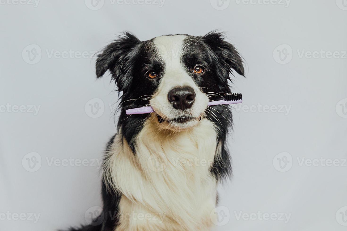 Cute smart funny puppy dog border collie holding toothbrush in mouth isolated on white background. Oral hygiene of pets. Veterinary medicine, dog teeth health care banner. photo