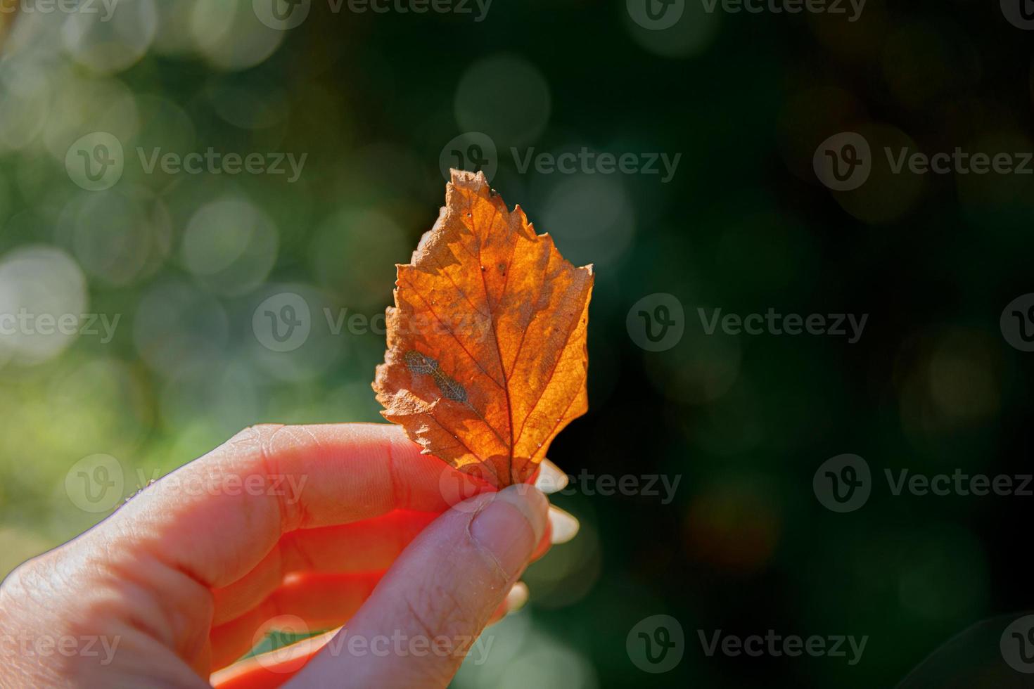 Closeup natural autumn fall view woman hands holding red orange leaf on dark park background. Inspirational nature october or september wallpaper. Change of seasons concept. photo