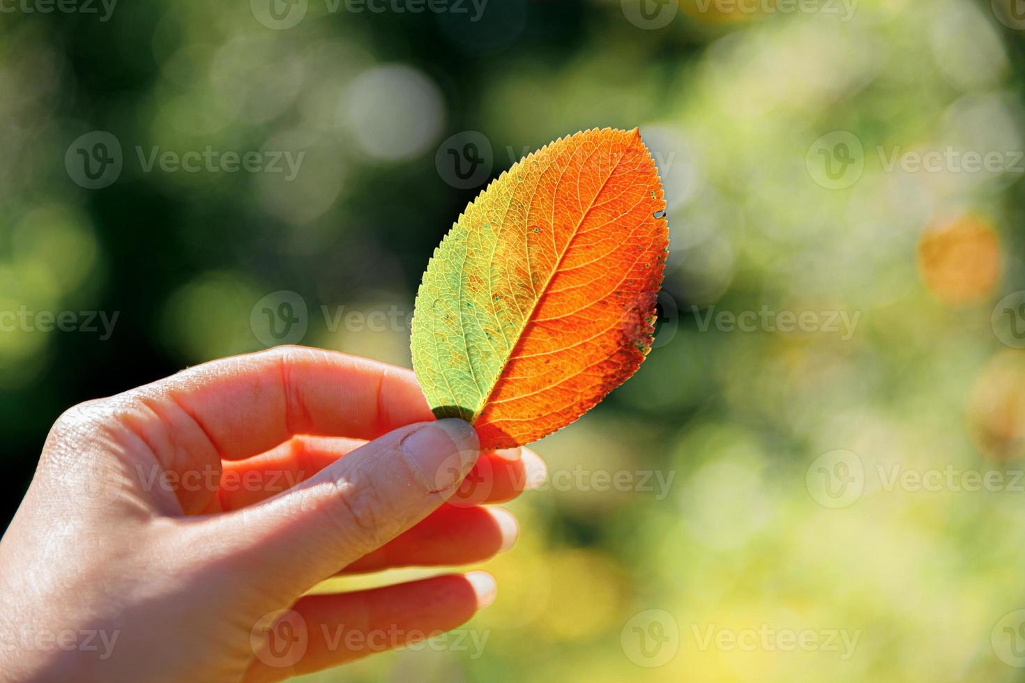 Closeup natural autumn fall view woman hands holding red orange leaf on dark park background. Inspirational nature october or september wallpaper. Change of seasons concept. photo