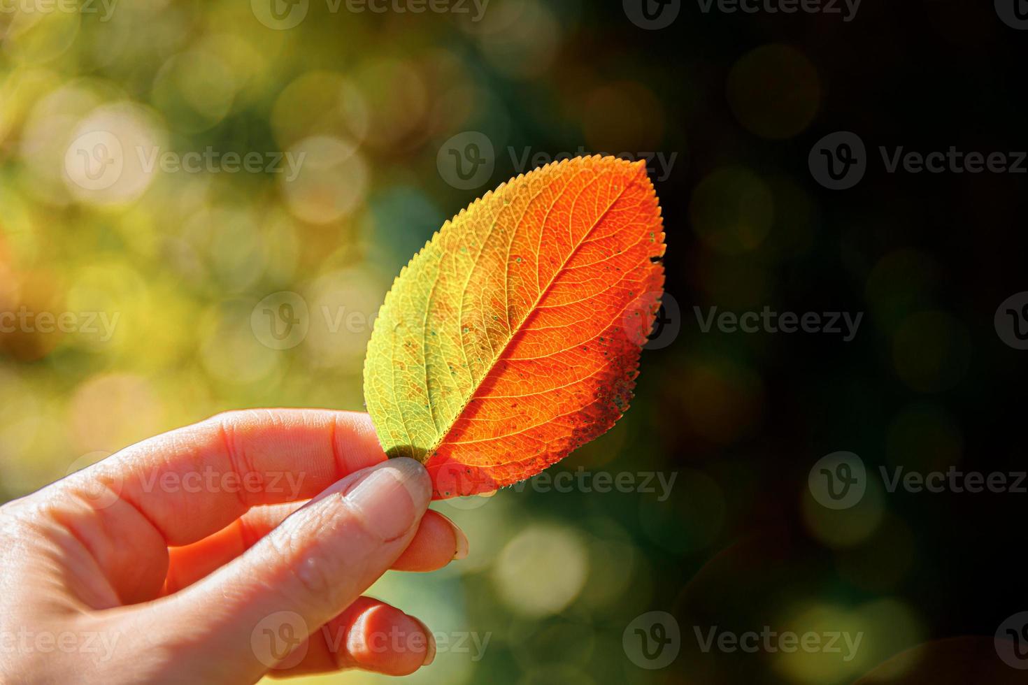 Closeup natural autumn fall view woman hands holding red orange leaf on dark park background. Inspirational nature october or september wallpaper. Change of seasons concept. photo