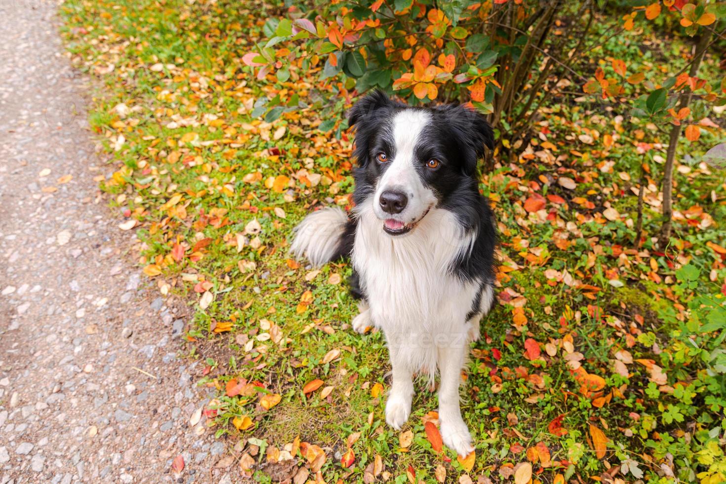Funny smiling puppy dog border collie sitting on fall colorful foliage background in park outdoor. Dog on walking in autumn day. Hello Autumn cold weather concept. photo