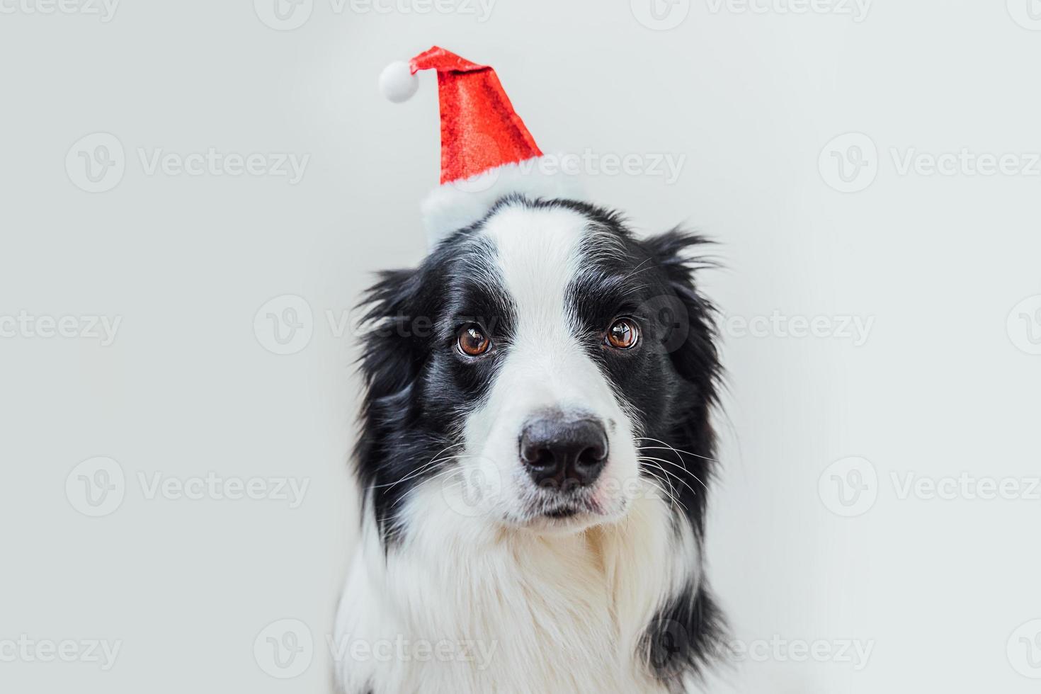 Gracioso retrato de lindo cachorro sonriente border collie vistiendo traje de navidad sombrero rojo de santa claus aislado sobre fondo blanco. preparación para vacaciones feliz feliz navidad concepto foto