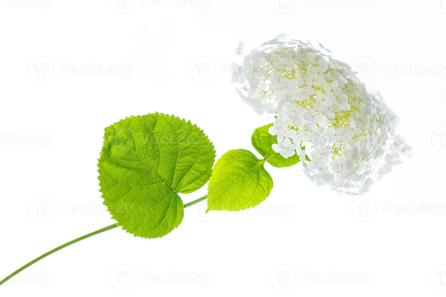Colorful hydrangea flowers. photo