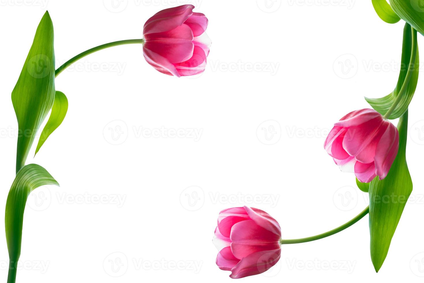 spring flowers tulips photo