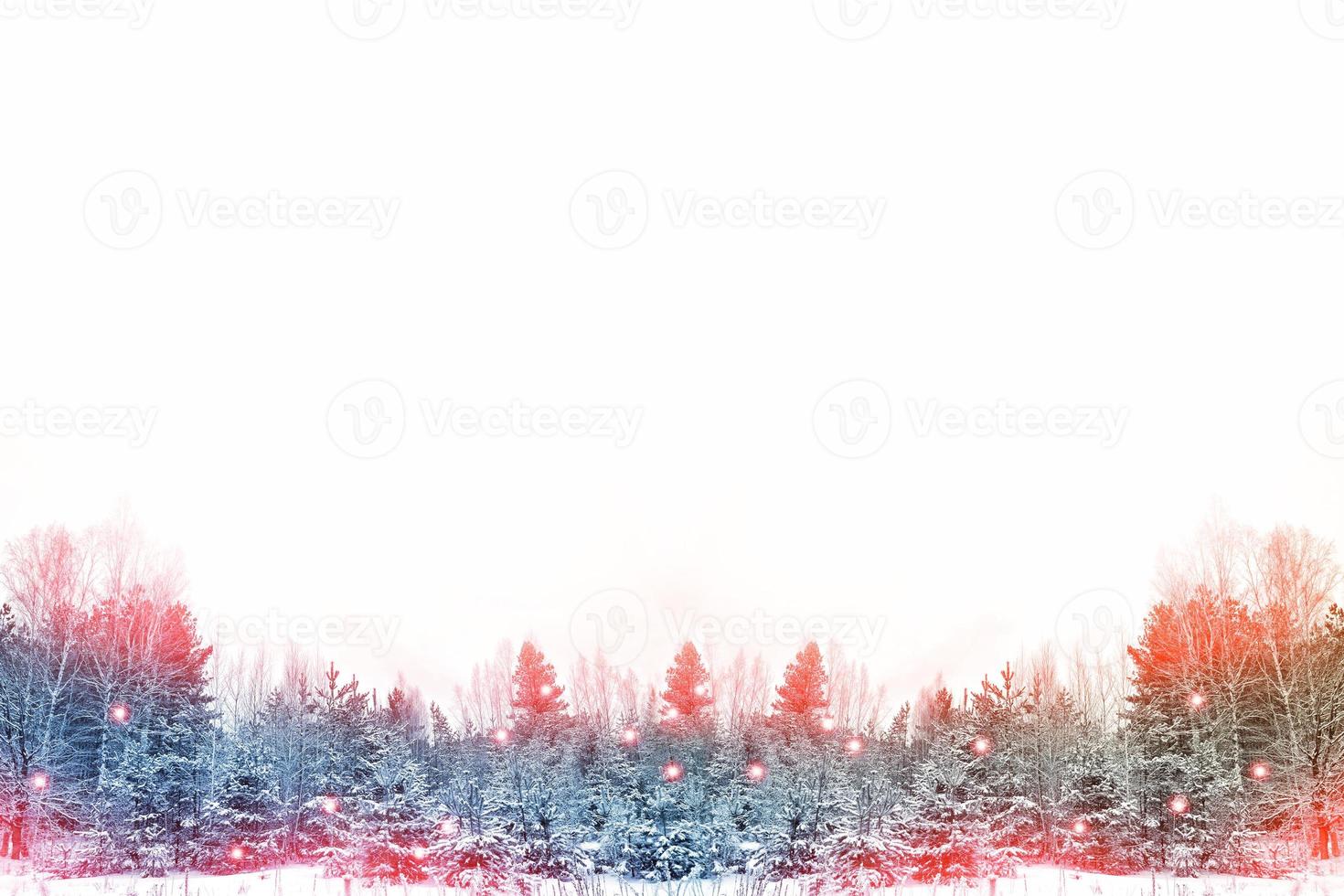 Frozen winter forest with snow covered trees. photo