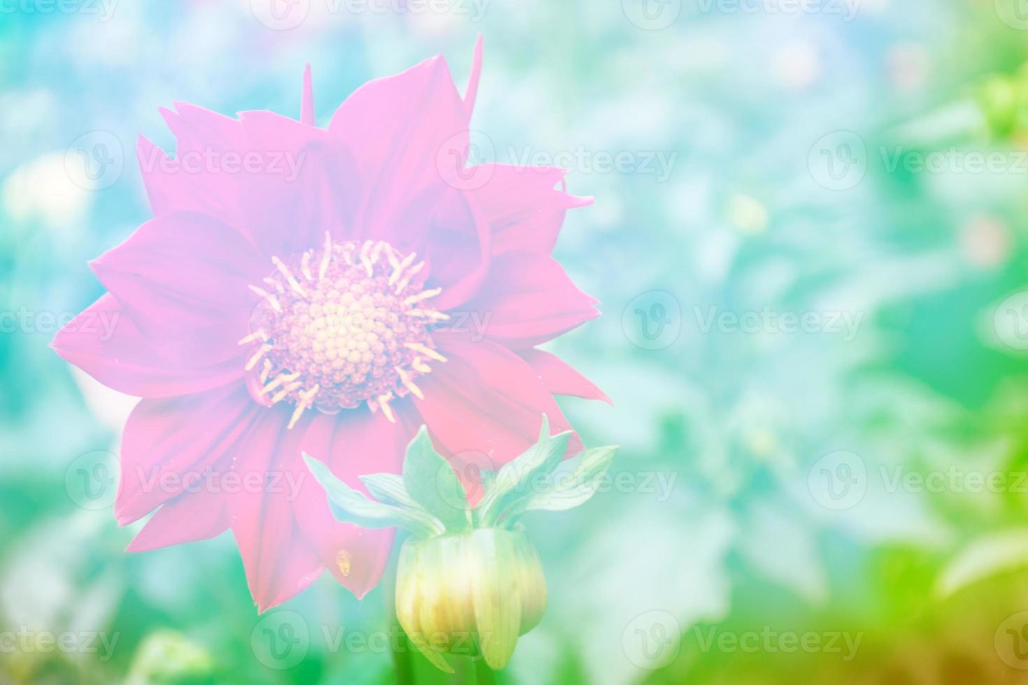 Colorful  flowers dahlia on the background of the summer landscape photo