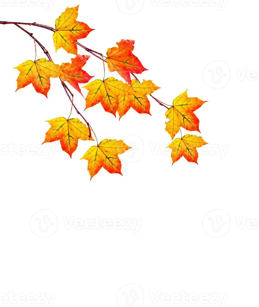 follaje aislado sobre fondo blanco. otoño de oro foto