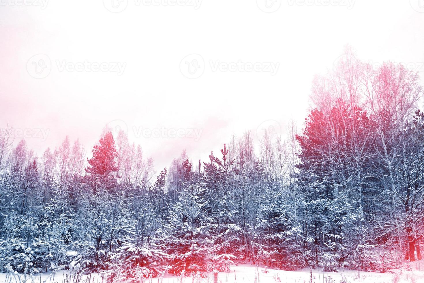 Frozen winter forest with snow covered trees. photo