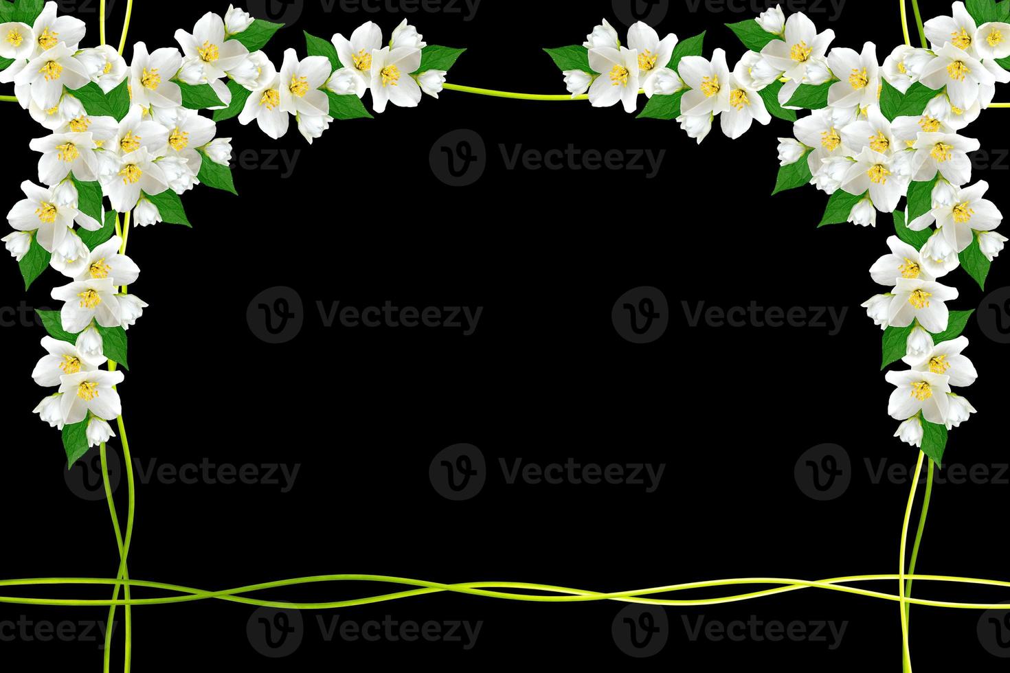 branch of jasmine flowers isolated on black background. spring photo