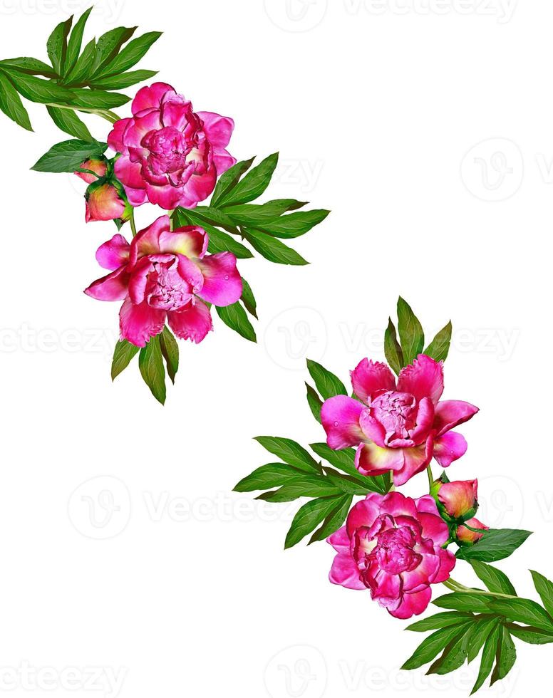 peony flowers isolated on white background photo