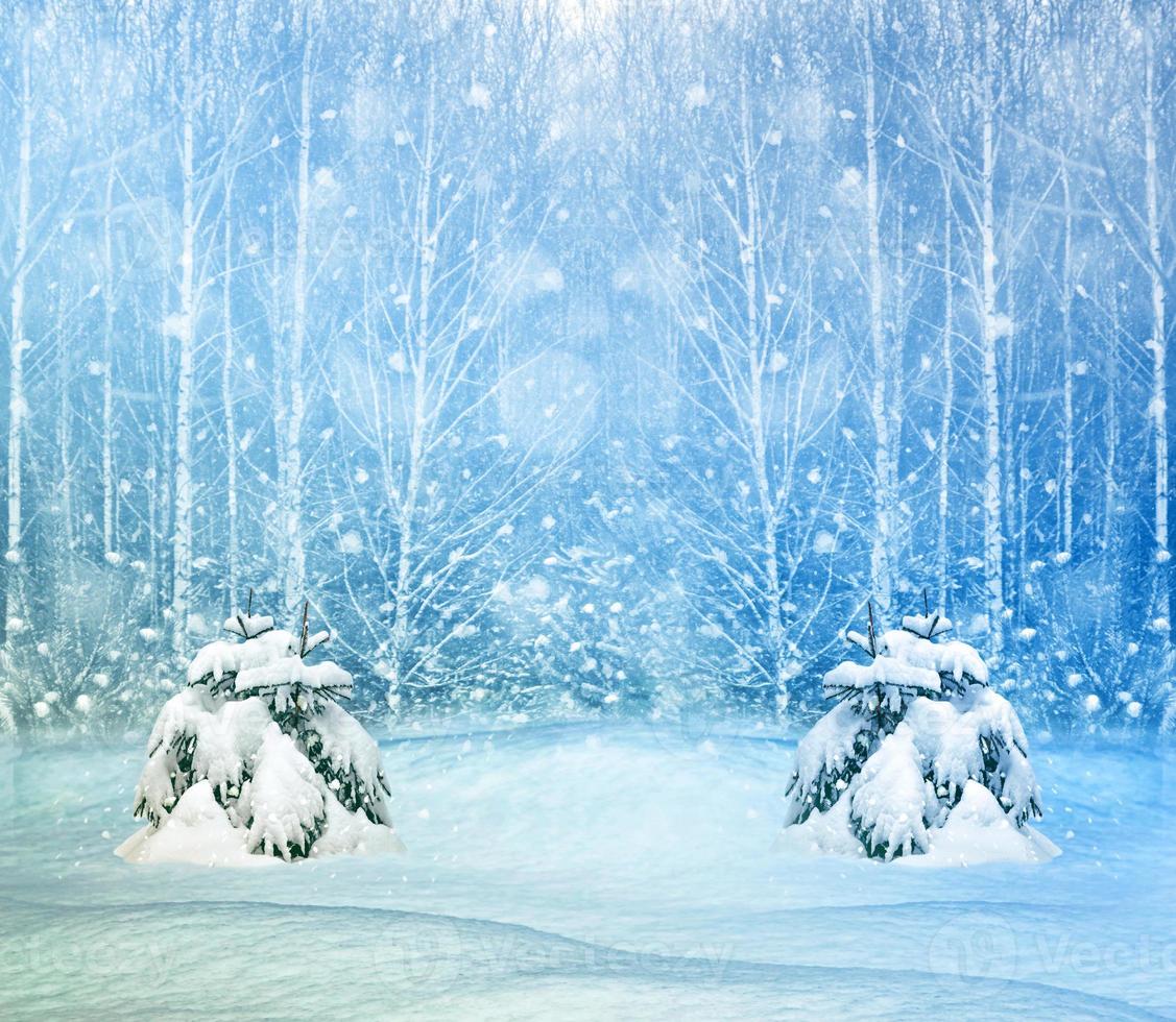 Frozen winter forest with snow covered trees. photo