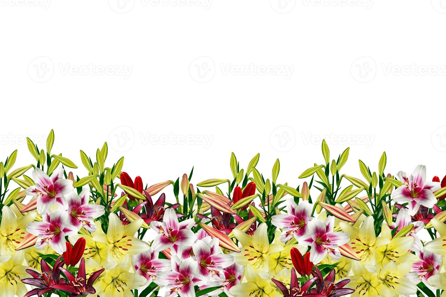 jardín, flores de lirio foto