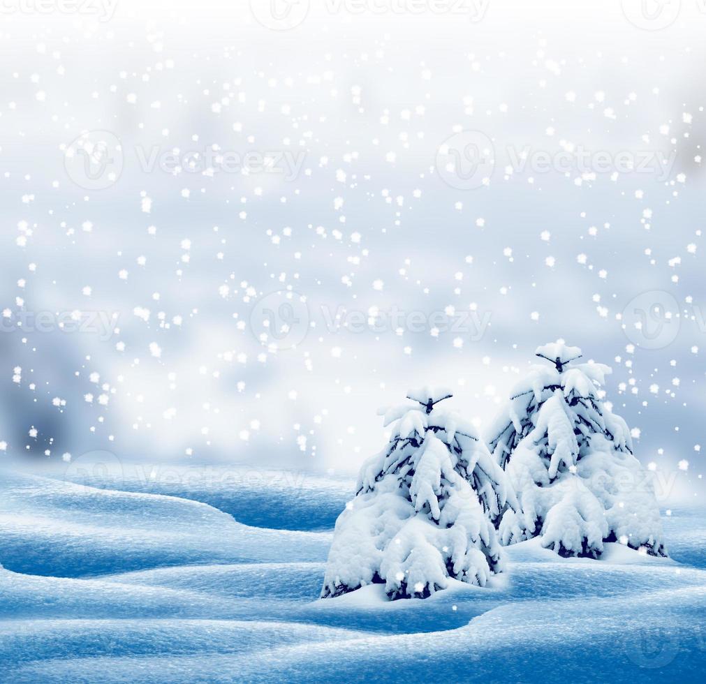 forest in the frost. Winter landscape. Snow covered trees. photo