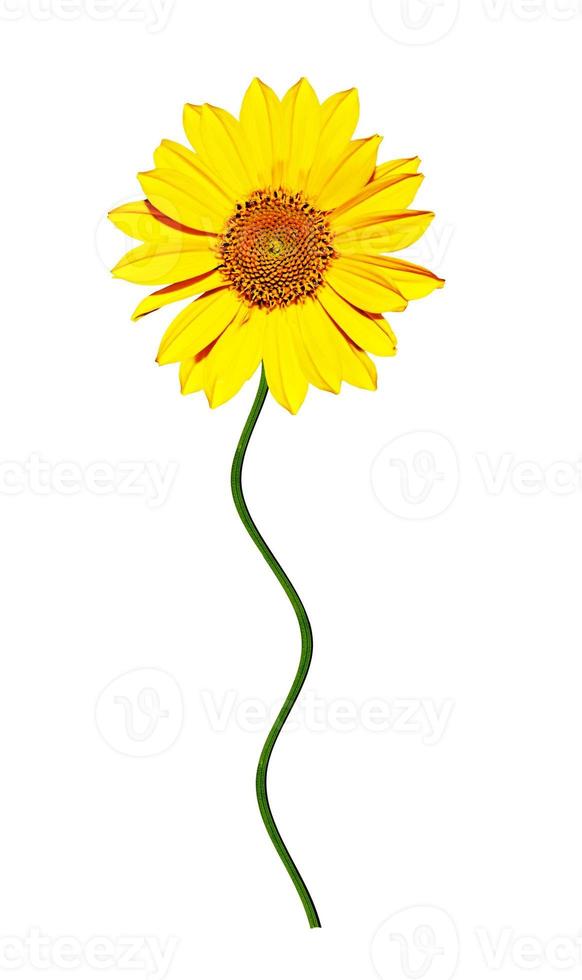 daisy flower isolated on white background photo