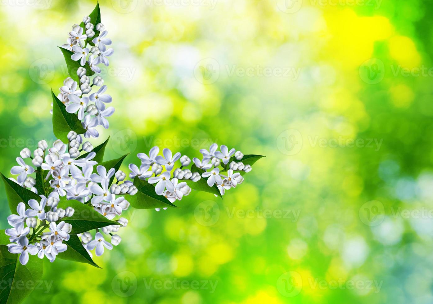 Spring landscape. Fragrant branch of beautiful flowers lilac. photo