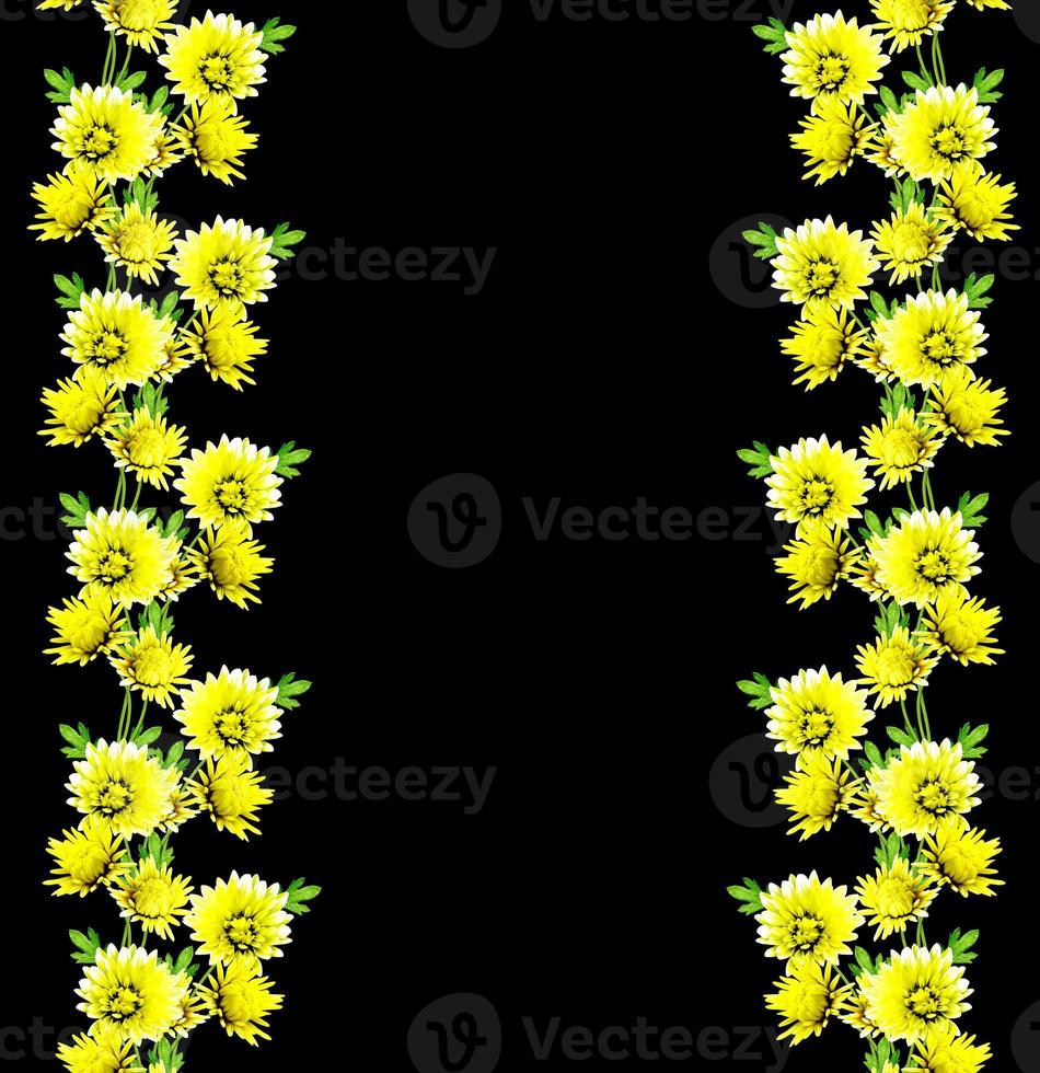 Autumn beautiful colorful chrysanthemum flowers isolated on black background photo