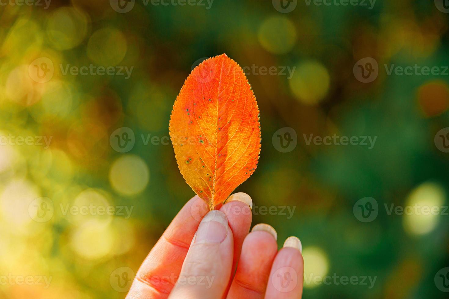 Closeup natural autumn fall view woman hands holding red orange leaf on dark park background. Inspirational nature october or september wallpaper. Change of seasons concept. photo