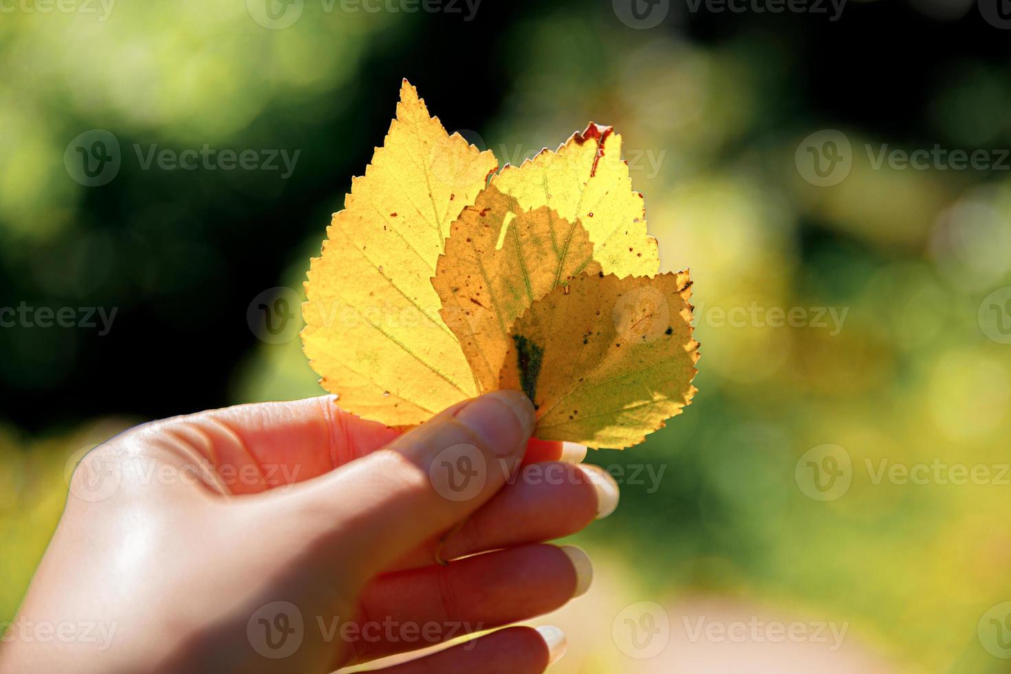 Closeup natural autumn fall view woman hands holding yellow leaves on dark park background. Inspirational nature october or september wallpaper. Change of seasons concept. photo