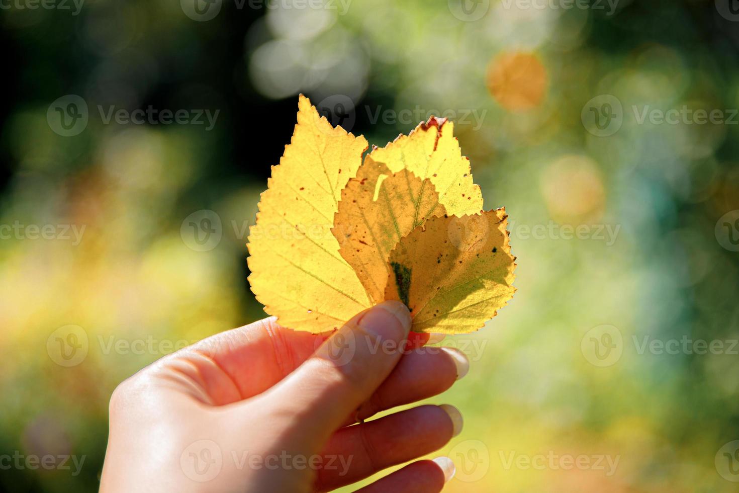 Closeup natural autumn fall view woman hands holding yellow leaves on dark park background. Inspirational nature october or september wallpaper. Change of seasons concept. photo