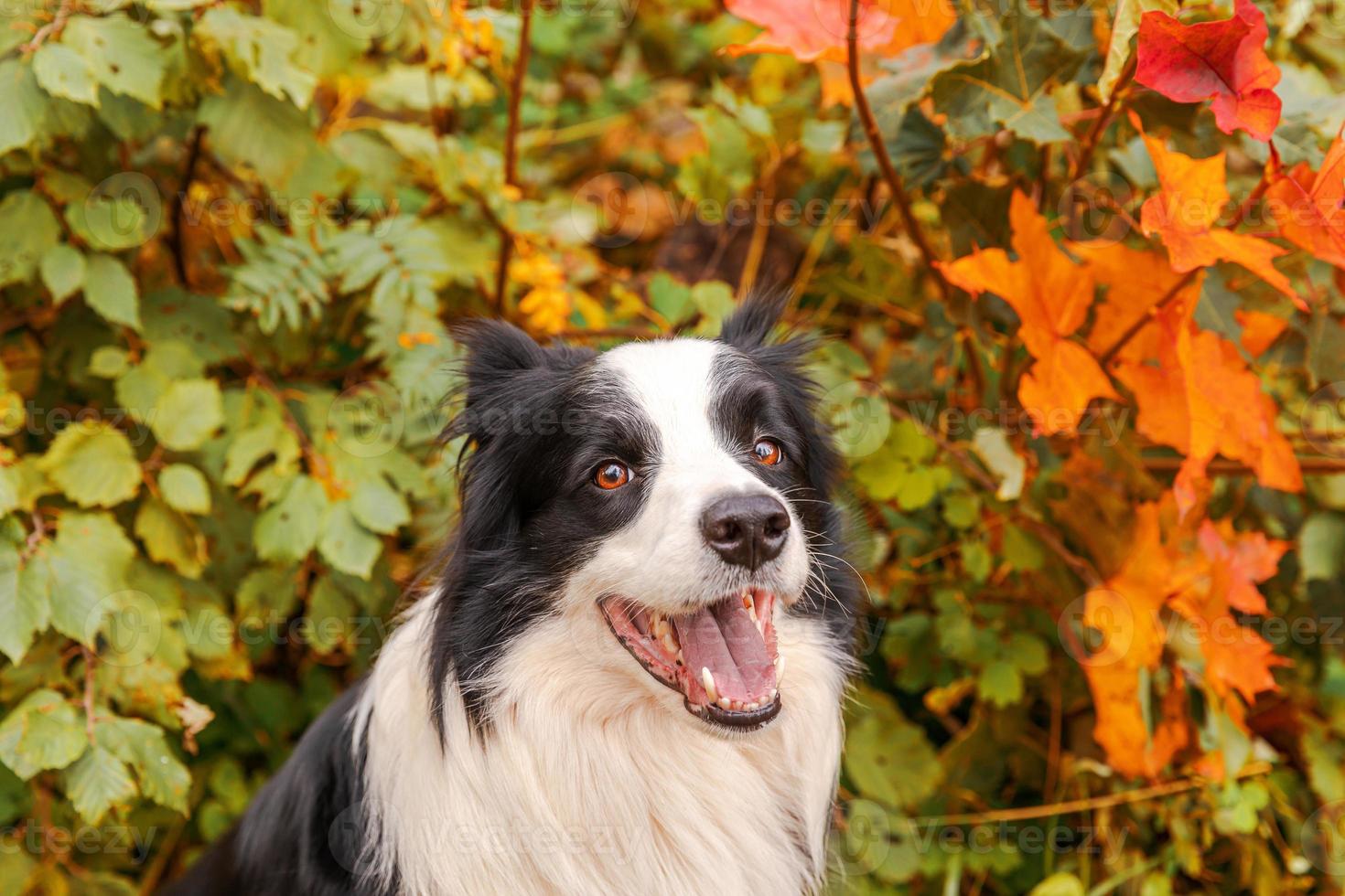 Funny smiling puppy dog border collie sitting on fall colorful foliage background in park outdoor. Dog on walking in autumn day. Hello Autumn cold weather concept. photo
