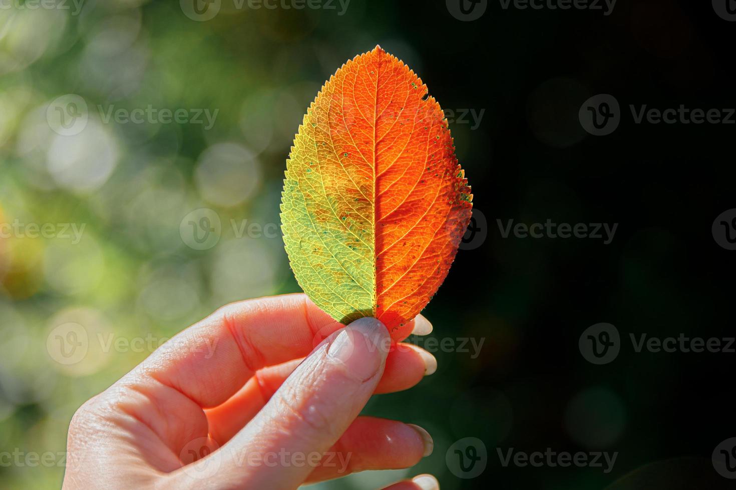 Closeup natural autumn fall view woman hands holding red orange leaf on dark park background. Inspirational nature october or september wallpaper. Change of seasons concept. photo