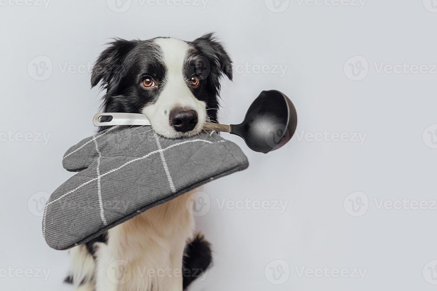 Funny cute puppy dog border collie holding kitchen spoon ladle pot holder in mouth isolated on white background. Chef dog cooking dinner. Homemade food restaurant menu concept. Cooking process photo