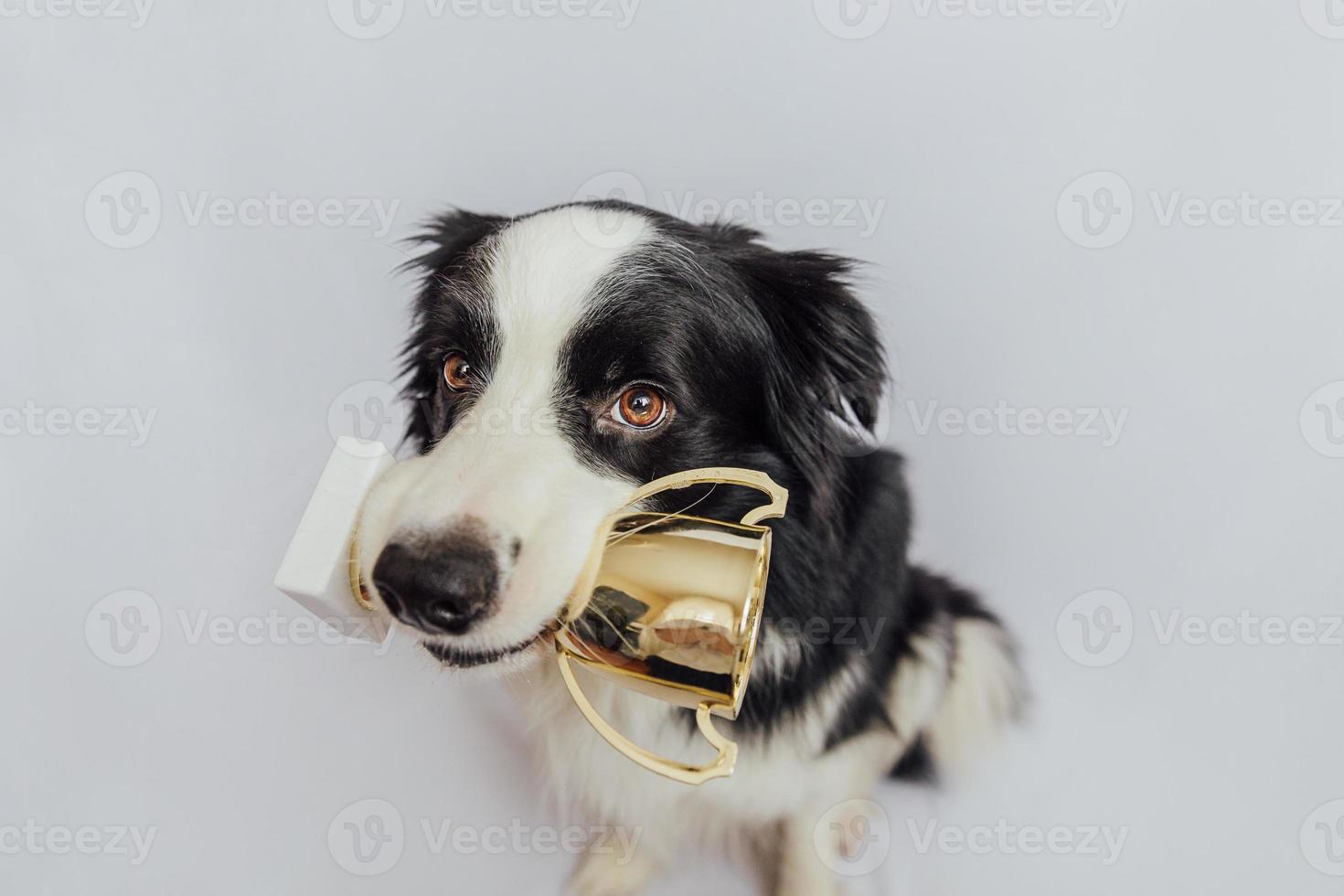 Cute puppy dog border collie holding gold champion trophy cup in mouth isolated on white background. Winner champion funny dog. Victory first place of competition. Winning or success concept. photo