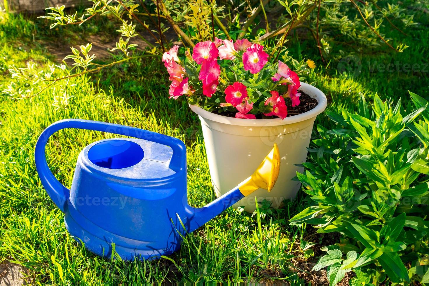 Gardening tools. Blue plastic watering can for irrigation plants placed in garden with flower on flowerbed and flowerpot. Gardening hobby concept. photo