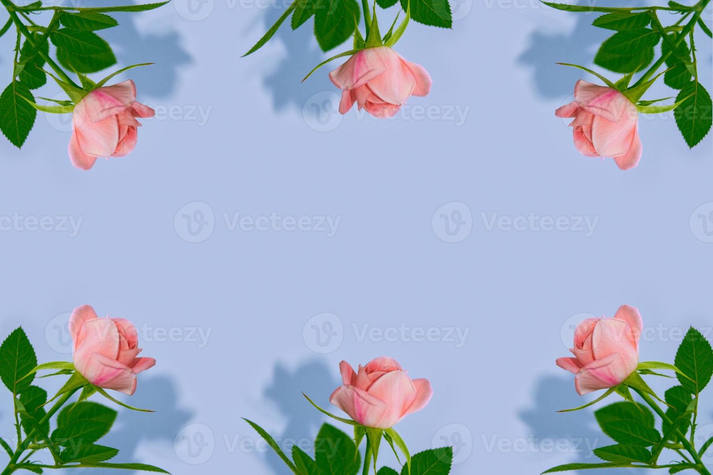 Bright colorful flower rose photo