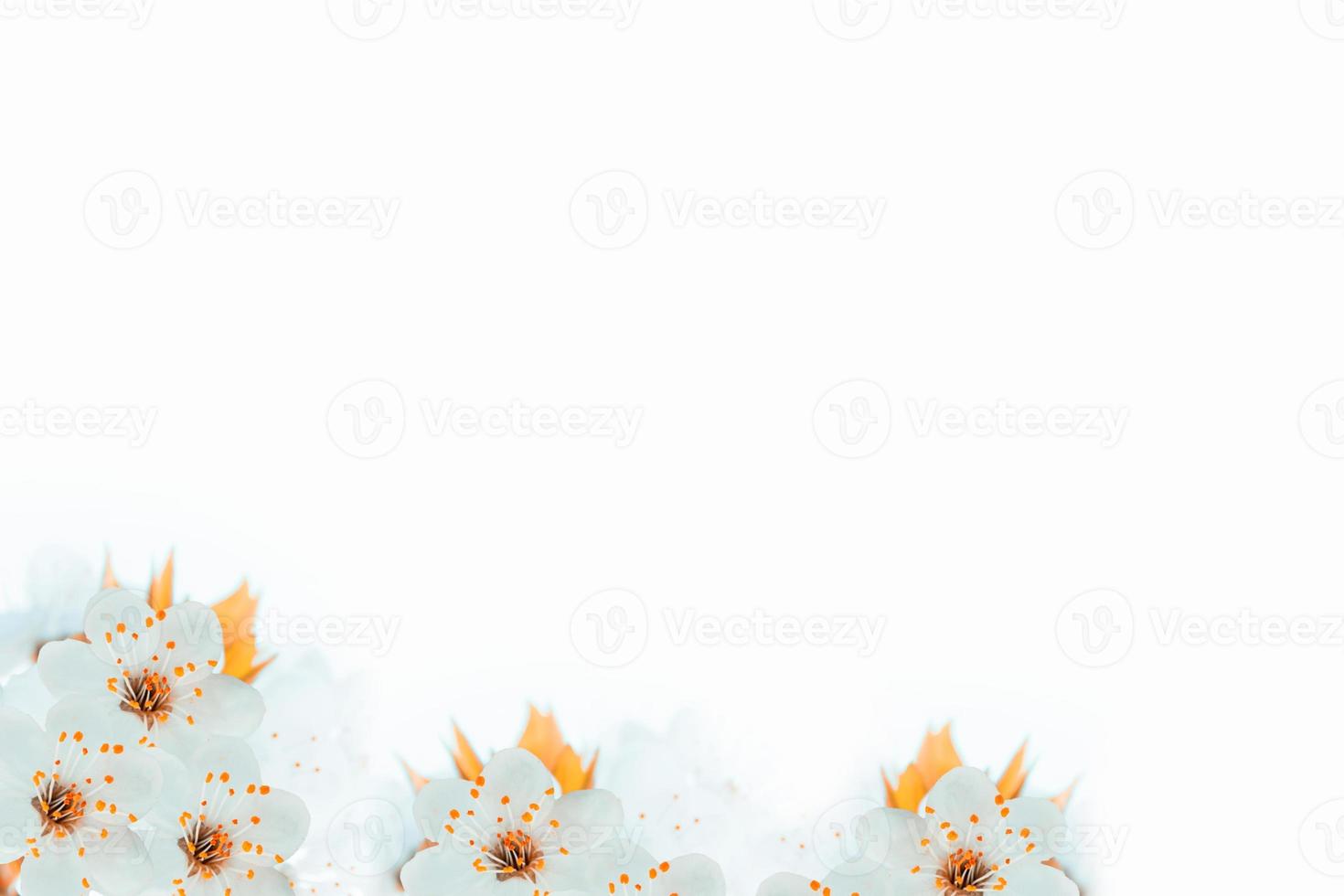 Flowering branch of cherry isolated on a white background. photo