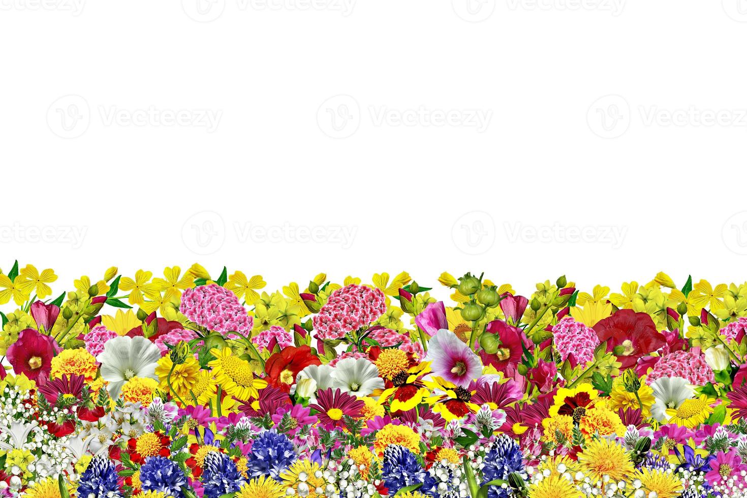 flowers isolated on white background photo
