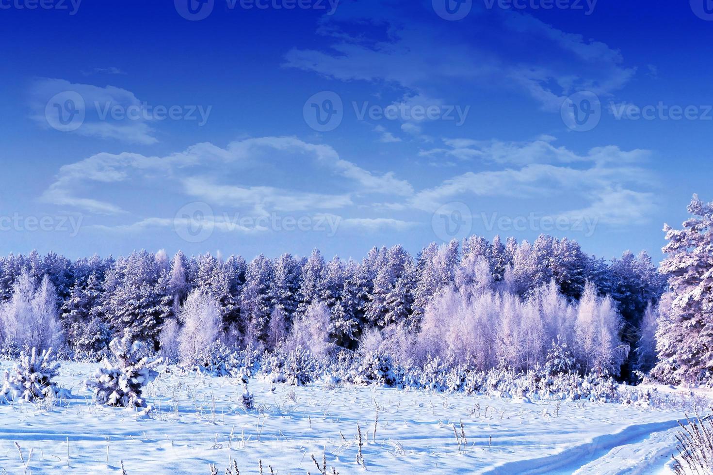 bosque en la escarcha. paisaje de invierno árboles cubiertos de nieve. foto